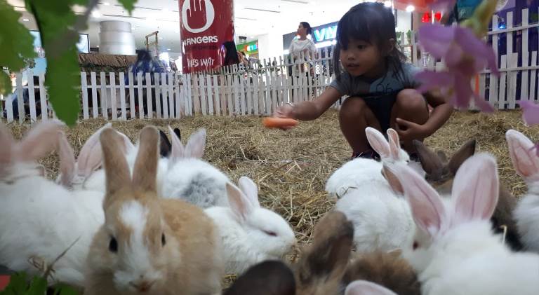 Gemar Pelihara Musang, COOL BIe Dipercaya Bangun Taman Kelinci 
